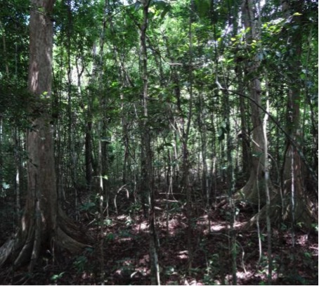 Journée internationale des forêts, Mayotte
