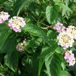 Lantana Camara