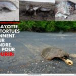Oulanga tortues pétition