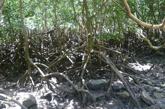 Mangrove, palétuvier, Mayotte