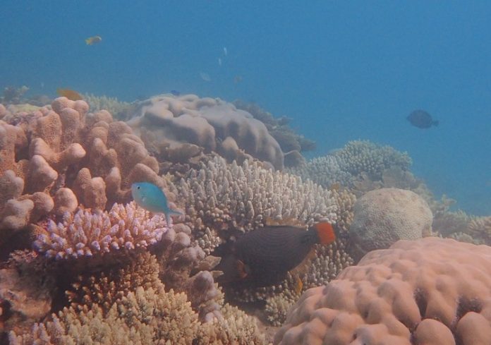 Future Maore Reefs, Mayotte, corail