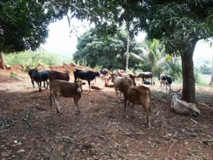 Recensement agricole, Mayotte, DAAF, PAC