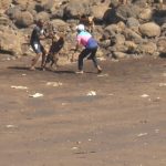 Combat chien plage Koungou 28 mai 22