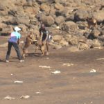 Combat chiens plage Koungou mai 22