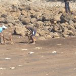 Prépa combat chiens plage KOungou